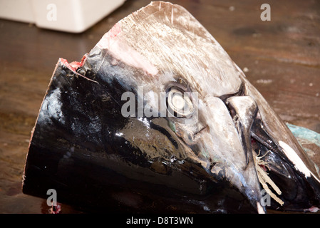 Tonno in testa il mercato del pesce di Tsukiji, Tokyo, Giappone Foto Stock
