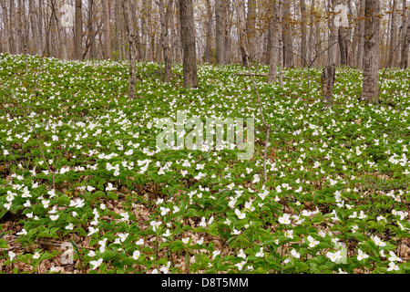 Triliums che fiorisce in un woodlot Manitoulin Island- Bowser's Corner Ontario Canada Foto Stock