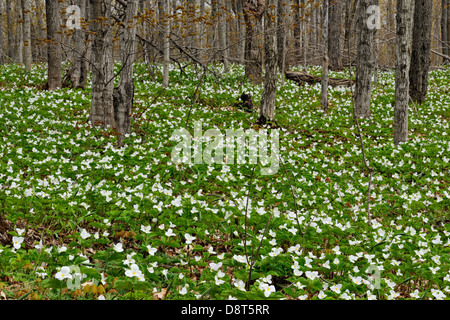 Triliums che fiorisce in un woodlot Manitoulin Island- Bowser's Corner Ontario Canada Foto Stock