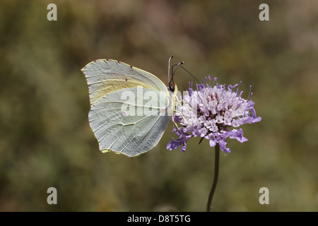 Gonepteryx Cleopatra, Cleopatra butterfly Foto Stock