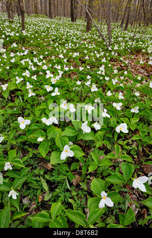 Triliums che fiorisce in un woodlot Manitoulin Island- Bowser's Corner Ontario Canada Foto Stock