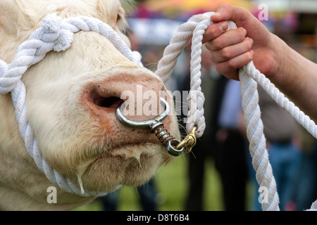Charolais bull essendo guidato da una corda ed un anello di naso, Scotland, Regno Unito Foto Stock