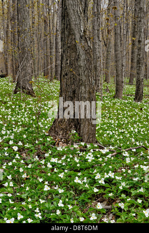 Triliums che fiorisce in un woodlot Manitoulin Island- Bowser's Corner Ontario Canada Foto Stock