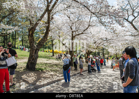 Toronto;;Ontario Canada;High Park un parco pubblico a Toronto in primavera in giapponese ciliegi (Sakura) in piena fioritura Foto Stock