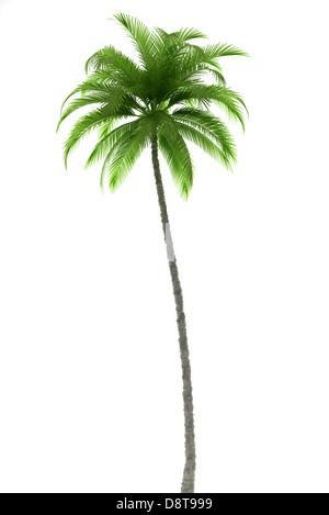 Palm tree isolati su sfondo bianco Foto Stock