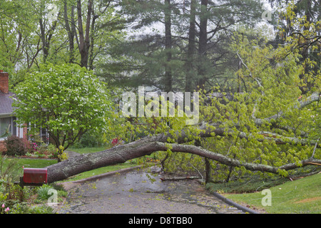 Una tempesta provoca una grande, Live Oak tree per caduta attraverso una strada di quartiere Foto Stock