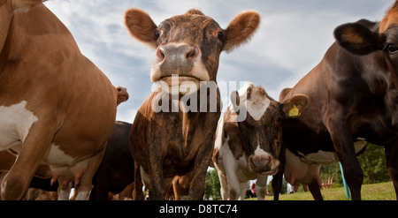 Vacche da latte al pascolo, Hvalfjordur, Islanda Foto Stock