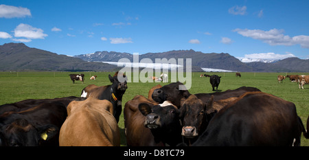 Le mucche al pascolo, in background Flaajokull ghiacciaio Vatnajokull calotta di ghiaccio, Islanda Foto Stock