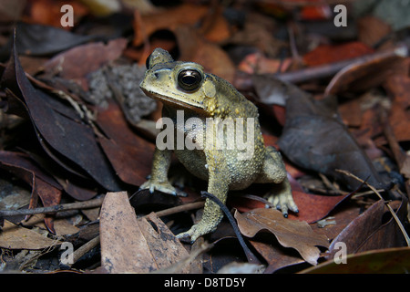 Bufo melanostictus asiatici rospo comune. campione selvatici trovati in Hong Kong. Foto Stock