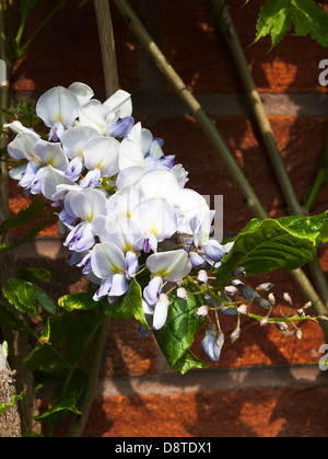 Blu chiaro, bianco e giallo fiore di glicine in fiore su una parete in un giardino di Cheshire Alsager England Regno Unito Regno Unito Foto Stock