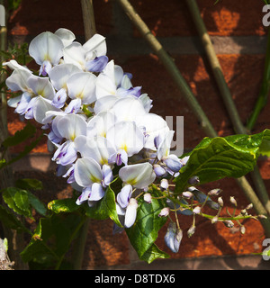 Blu chiaro, bianco e giallo fiore di glicine in fiore su una parete in un giardino di Cheshire Alsager England Regno Unito Regno Unito Foto Stock