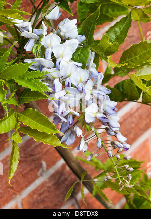 Blu chiaro, bianco e giallo fiore di glicine in fiore su una parete in un giardino di Cheshire Alsager England Regno Unito Regno Unito Foto Stock