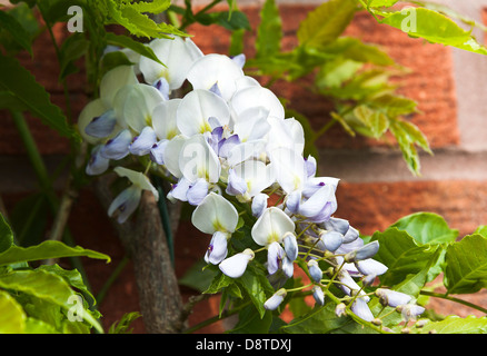 Blu chiaro, bianco e giallo fiore di glicine in fiore su una parete in un giardino di Cheshire Alsager England Regno Unito Regno Unito Foto Stock