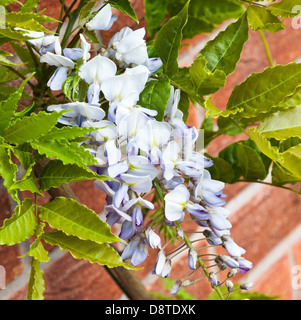 Blu chiaro, bianco e giallo fiore di glicine in fiore su una parete in un giardino di Cheshire Alsager England Regno Unito Regno Unito Foto Stock