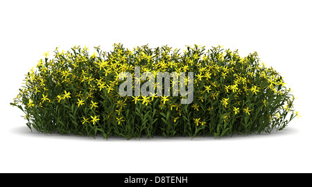 Ginestra fiori isolati su sfondo bianco Foto Stock