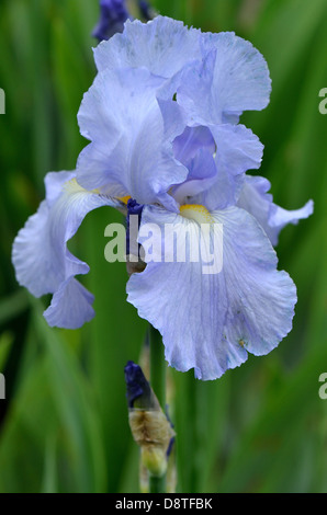 Blu pallido fiore iris Foto Stock