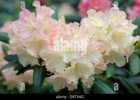 Rosa pallido rododendro Torcia d'oro fiori close up Foto Stock