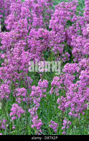 Rosa catchfly appiccicosi fiori close up Lychnis viscaria Foto Stock