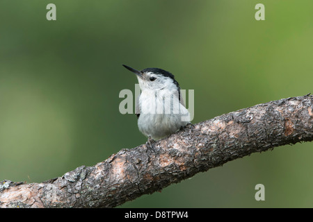 Un bianco-breasted picchio muratore (Sitta carolinensis), Lee Metcalf National Wildlife Refuge, Montana Foto Stock