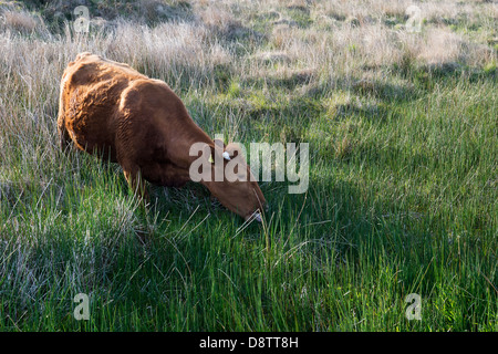 Il pascolo di bestiame sul parco nazionale di Dartmoor, Devon, Inghilterra Foto Stock
