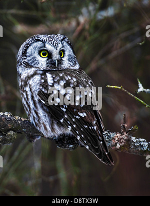 Il Gufo boreale, Aegolius funereus, guardando indietro. Foto Stock