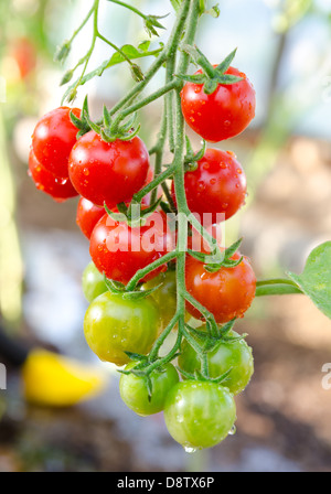 Grappolo di pomodori ciliegini Foto Stock