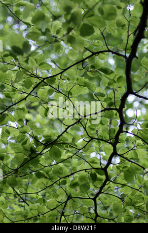 Vista parte inferiore della foglia verde rami di albero. Foto Stock