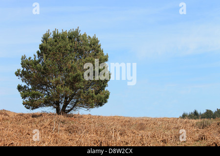 Lone foglia verde albero in campagna con la brughiera in primo piano. Foto Stock