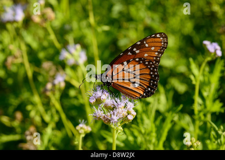 Regina farfalla sui fiori nel Texas Centrale Foto Stock