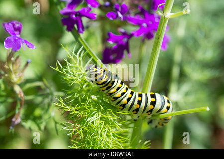 Nero a coda di rondine di alimentazione caterpillar il finocchio in giardino con fiori viola. Foto Stock