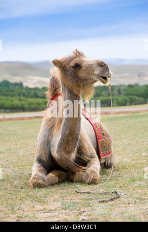 Cammello sorridente Foto Stock