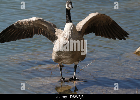 Canada Goose sbattimenti ali Foto Stock