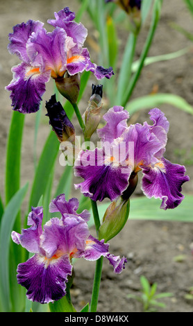 Luce e viola scuro iride fiori Foto Stock