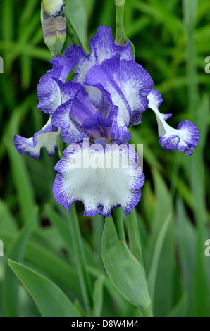 Viola e Bianco fiore iris Foto Stock