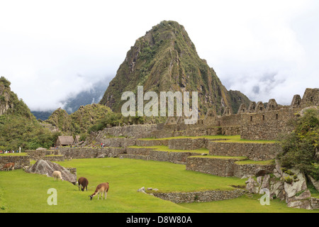 Resident llama a Machu Picchu sito archeologico, Perù Foto Stock