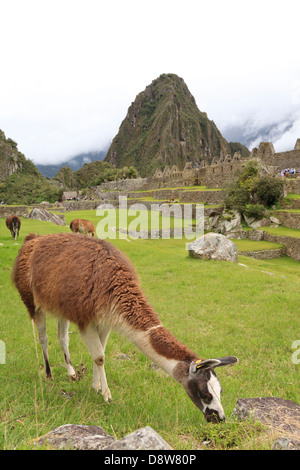 Resident llama a Machu Picchu sito archeologico, Perù Foto Stock