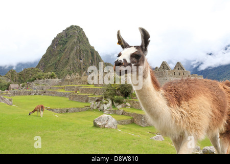 Resident llama a Machu Picchu sito archeologico, Perù Foto Stock