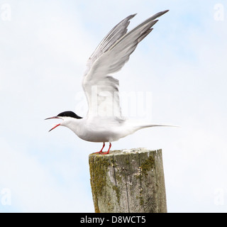 Dettagliato di close-up di un comune Tern (Sterna hirundo) prendendo il largo da un palo, ali stese e chiama a gran voce Foto Stock