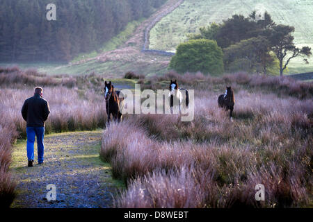 Campo di Horsesin concatenato e concatenato; pascolo di prima mattina per un cavallo COB colorato. Lungo il tragitto per la Fiera del Cavallo Appleby in Cumbria. La Fiera è un raduno annuale di zingari e viaggiatori che si svolge la prima settimana di giugno, e ha avuto luogo dal regno di Giacomo II, che ha concesso una carta reale nel 1685 consentendo una fiera del cavallo 'vicino al fiume Eden'. Foto Stock