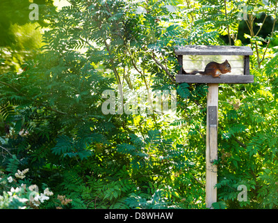 Scoiattolo rosso di mangiare nella tabella degli uccelli Foto Stock