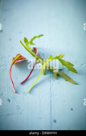 Un paio di rucola foglie di lattuga e germogli di barbabietola Foto Stock