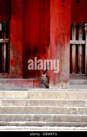 Cervi Sika in Parco di Nara, Nara, Giappone Foto Stock