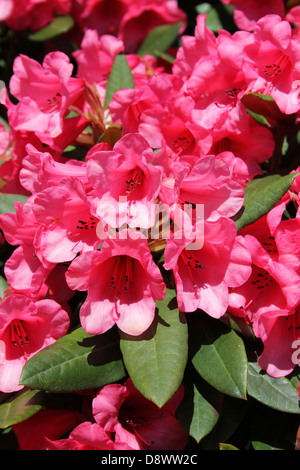 Rosa fiori di azalea prese a Ness Botanic Gardens, Wirral, Regno Unito Foto Stock