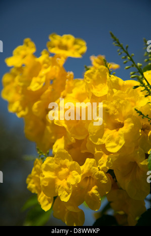 Close up di campane di giallo (Tecoma stans) in Texas, Stati Uniti d'America Foto Stock