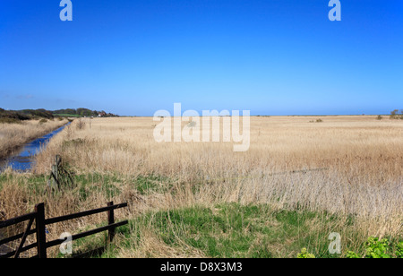 Una vista attraverso i canneti a Cley-next-mare paludi Riserva Naturale, Norfolk, Inghilterra, Regno Unito. Foto Stock