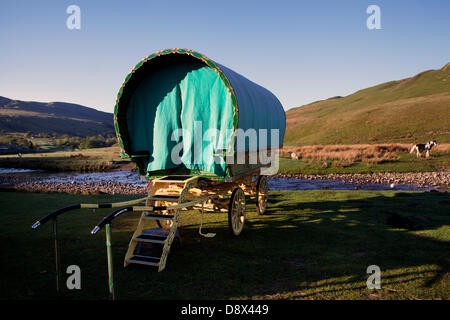 Carovane gitane romane, carri all'avanguardia parcheggiati, vardo, carovane con piano di prua, carro tradizionale trainato da cavalli, Carrelli ornately decorati e carri viventi a Kirkby Stephen, Regno Unito. Giugno 2013. Pascolo di mattina presto per un cavallo COB, con e incatenato, durante il tragitto per la fiera del cavallo Appleby a Cumbria. La Fiera è un raduno annuale di zingari e viaggiatori che si svolge la prima settimana di giugno, e ha avuto luogo dal regno di Giacomo II, che ha concesso una carta reale nel 1685 consentendo una fiera di cavalli 'vicino al fiume Eden'. Foto Stock