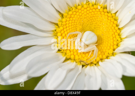 Vista aerea di un oro ragno granchio (Misumena vatia) arroccato per la caccia su una margherita Foto Stock