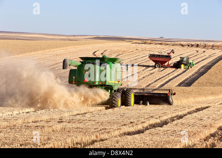 Combinare la raccolta di frumento. Foto Stock