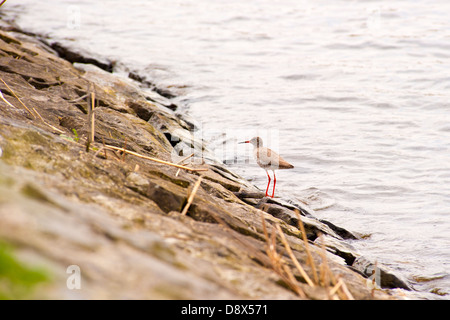 Rosso-gambo in piedi su una roccia sulla riva di un lago di guardare fuori per la cattura di un pasto Foto Stock