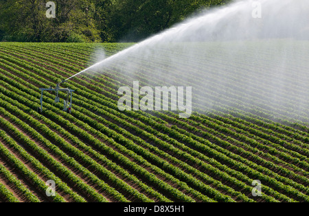 Irrigazione di raccolto di patate in Norfolk, Inghilterra Foto Stock